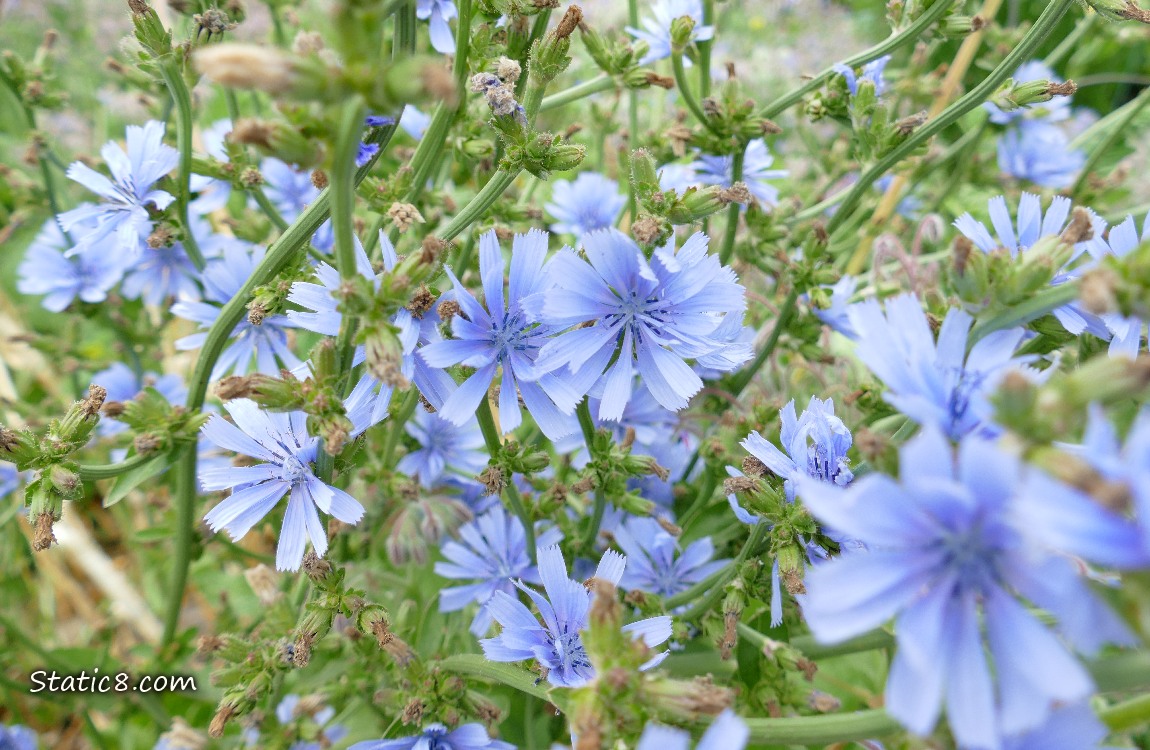Many Chicory blooms