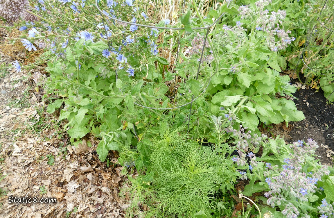 Chicory flowers and small Cosmos plant growing