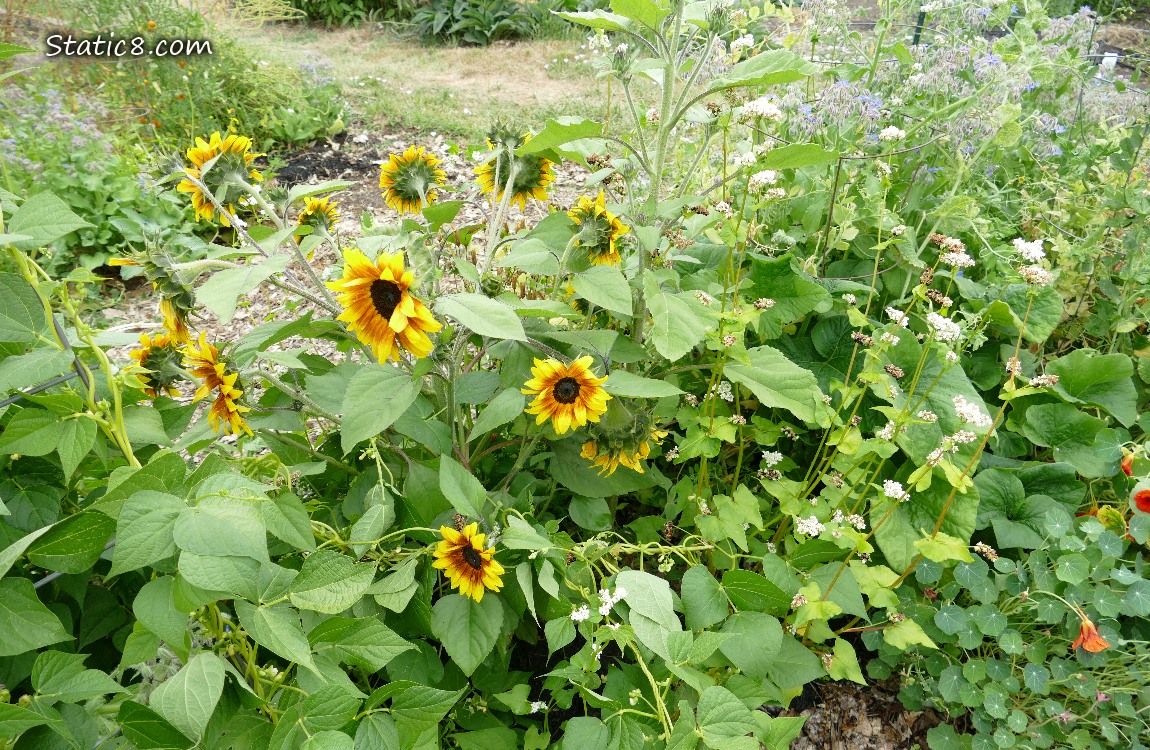 Sunflower blooming in a garden plot
