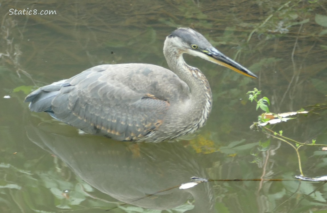 Great Blue Heron walking in water