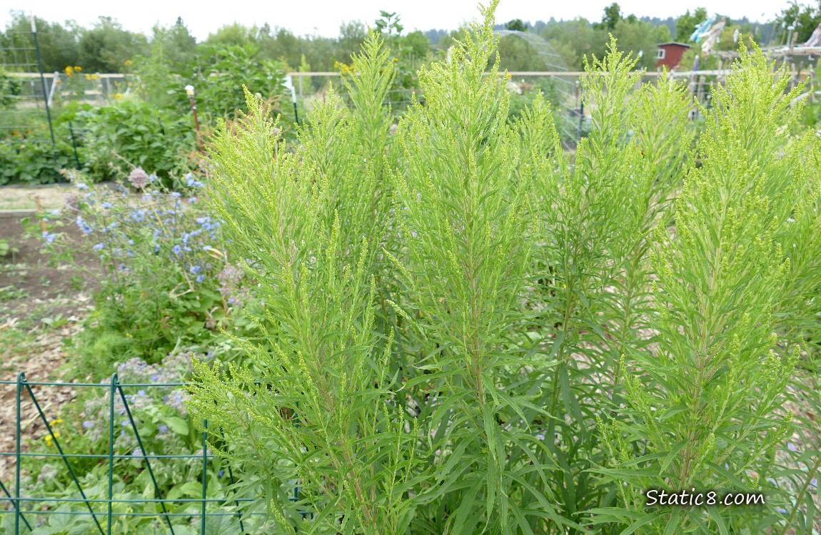 Goldenrod plant, not quite blooming