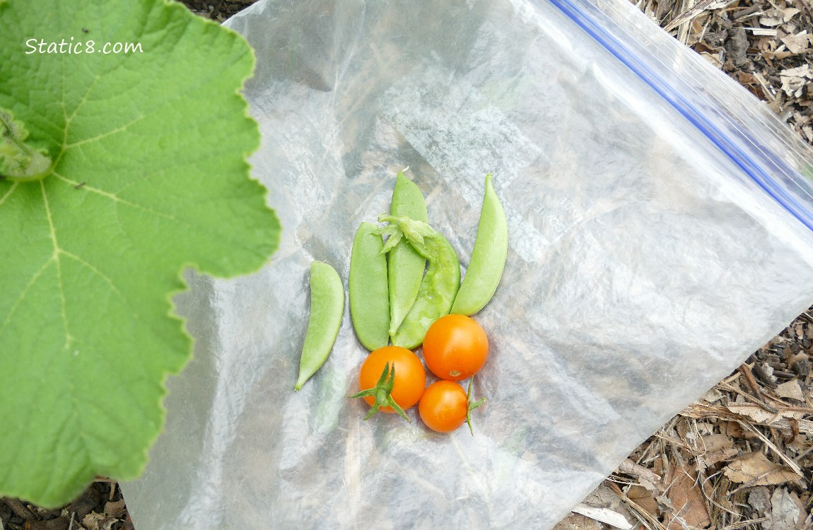 Harvested snap peas and sungolds lying on a ziplock on the ground