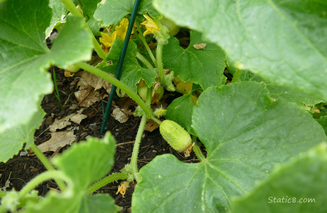 Cucumber fruit growing under the leaves