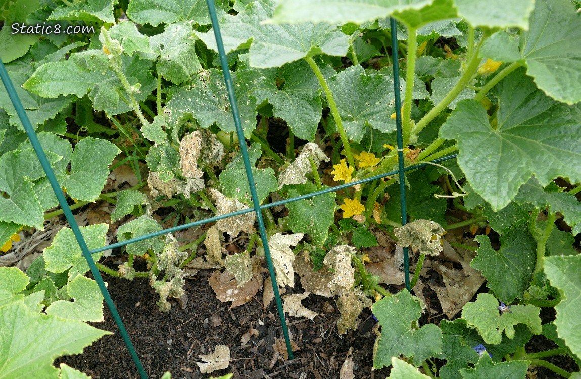 Cucmber plants growing under a wire trellis