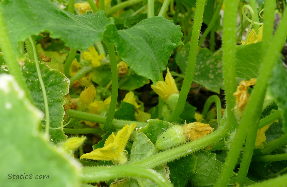 Cucumber fruits and flowers under the leaves