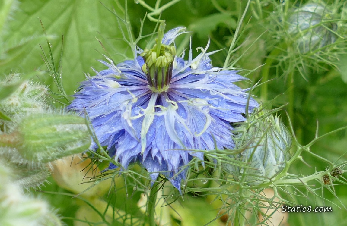 Love in a Mist bloom