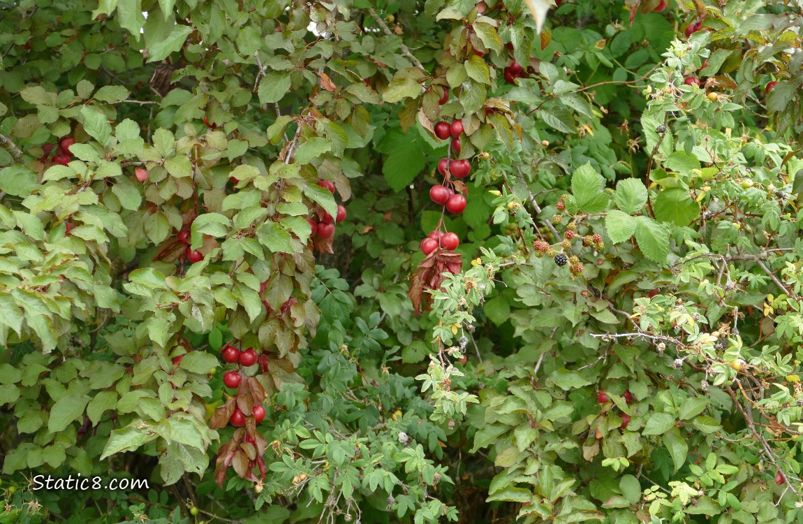 A Plum tree with many fruits hanging from it