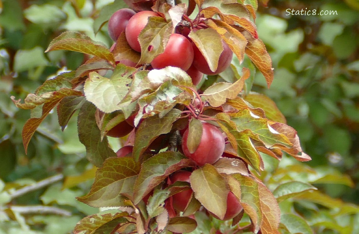 Close up of a plum branch with many fruits hanging from it
