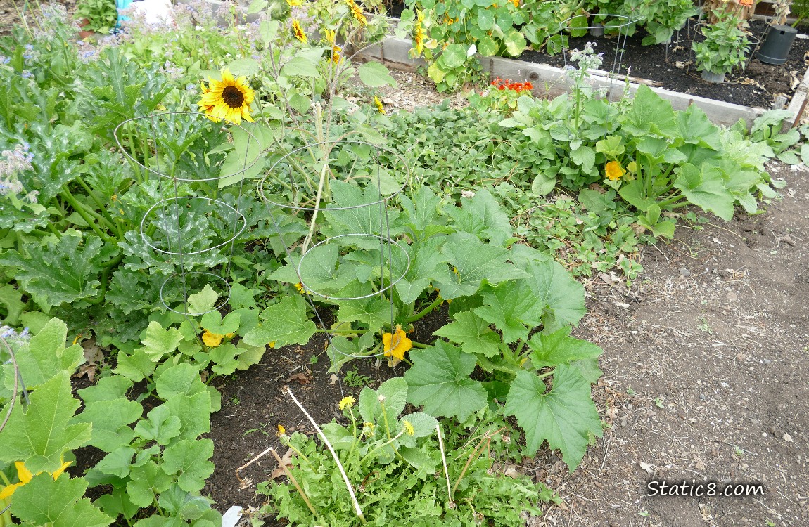 Garden plot