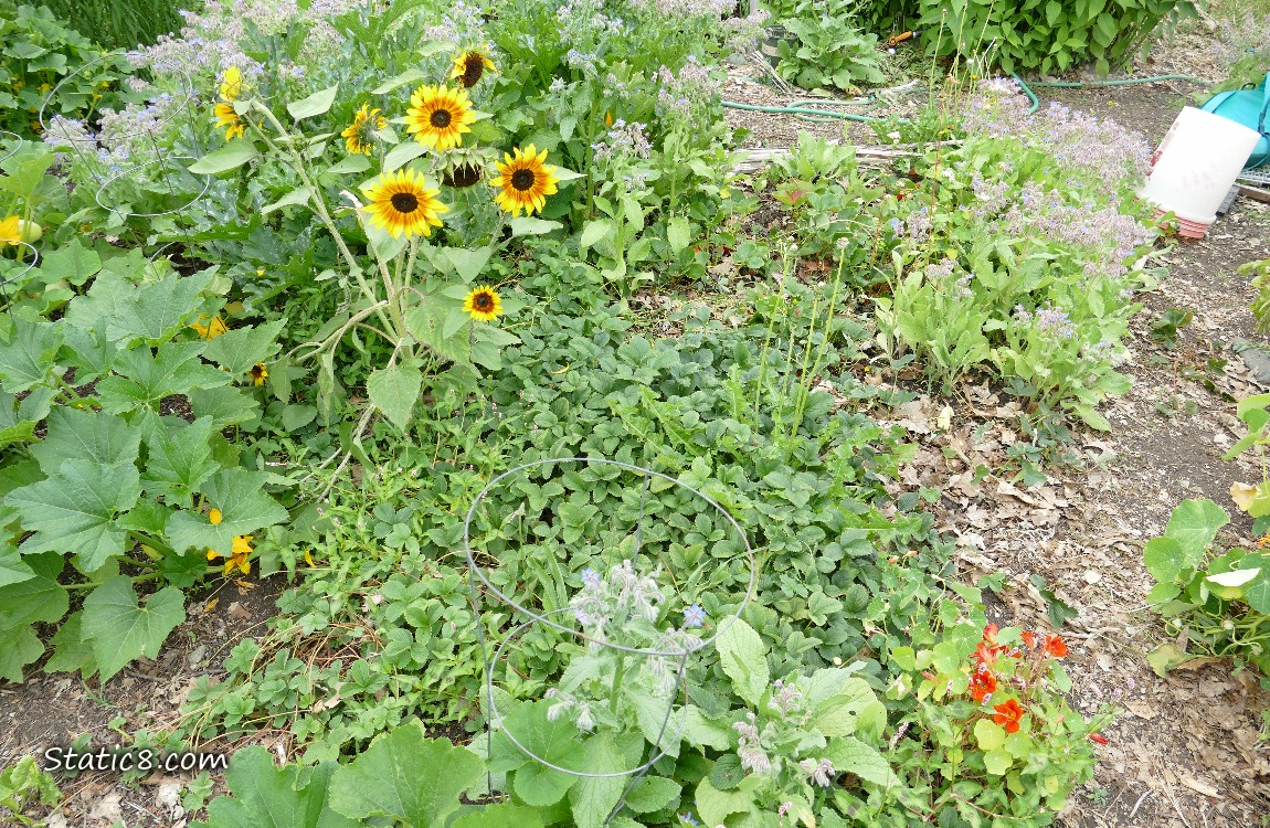 Garden plot