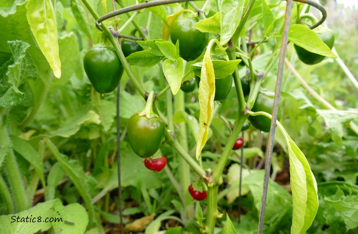 Ripening peppers hanging from the plant