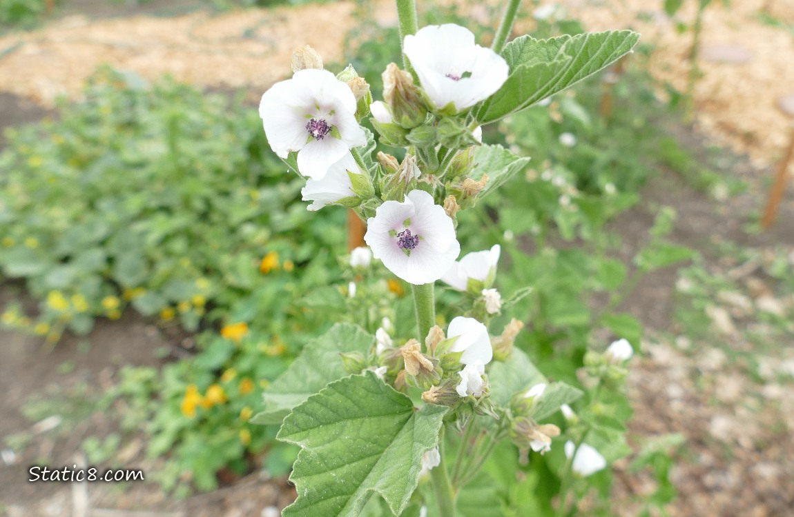 White Tree Mallow Blooms