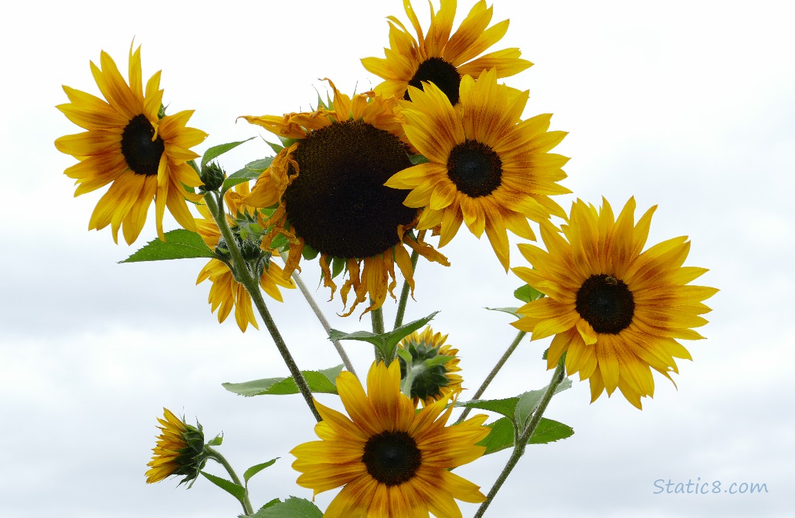 Sunflower blooms with grey sky behind