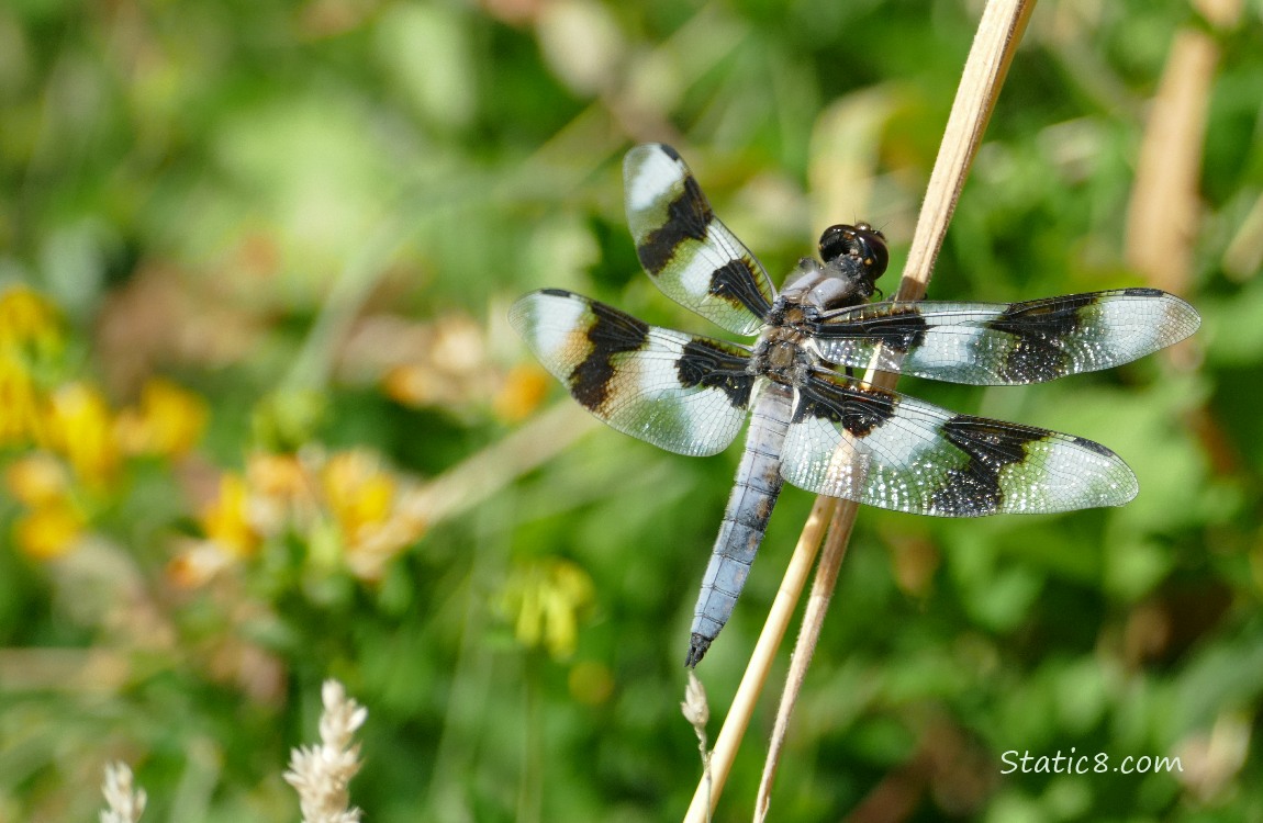 Dragonfly standing on a twig with yellow flowers in the green background