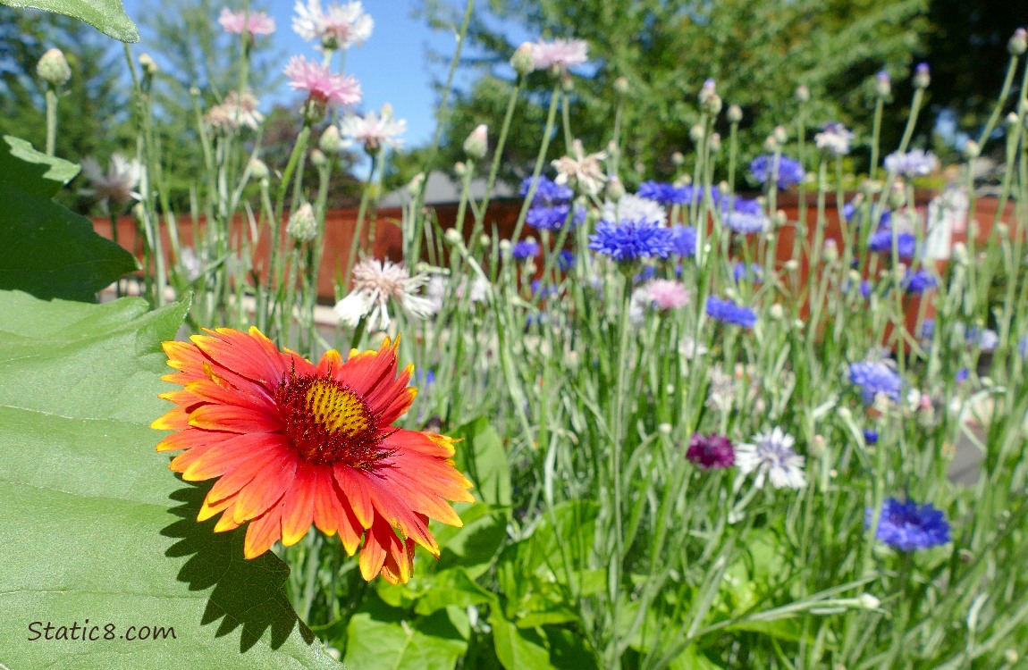 red Blanket flower in front of purple Bachelor Button blooms