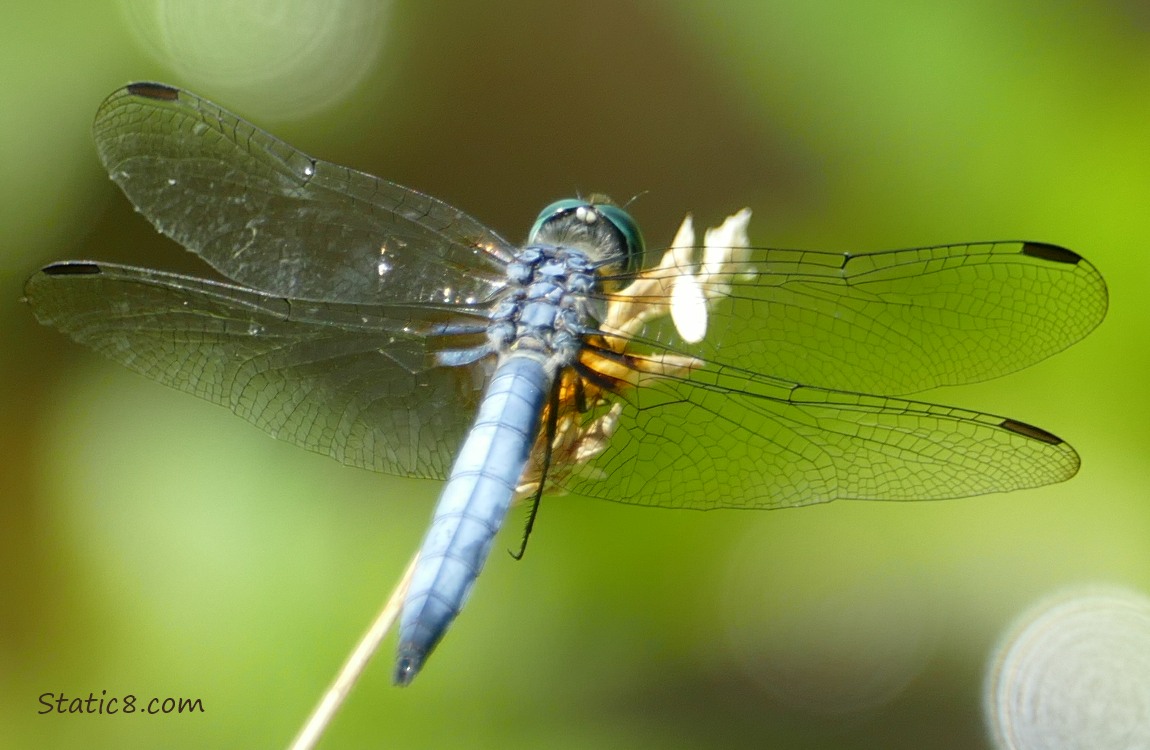 Blue Dragonfly standing on a twig