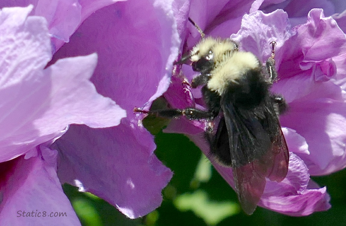Bumblebee on a pink Hibiscus bloom