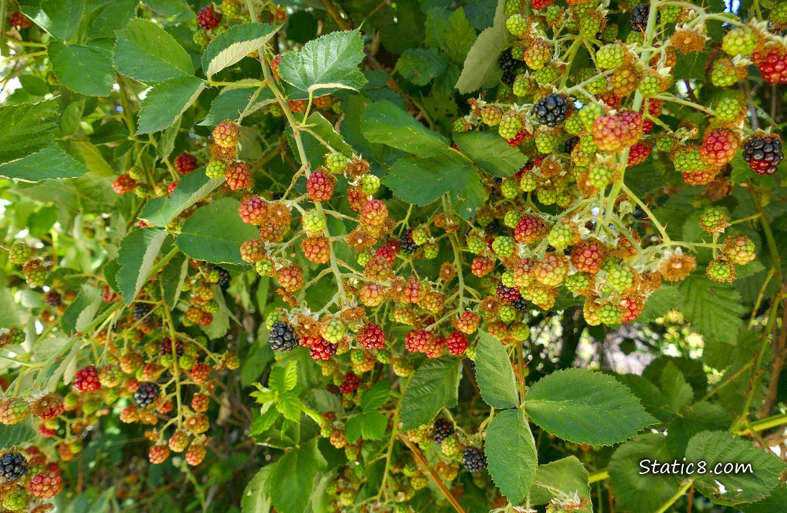 Blackberries in various stages of ripeness, on the vine