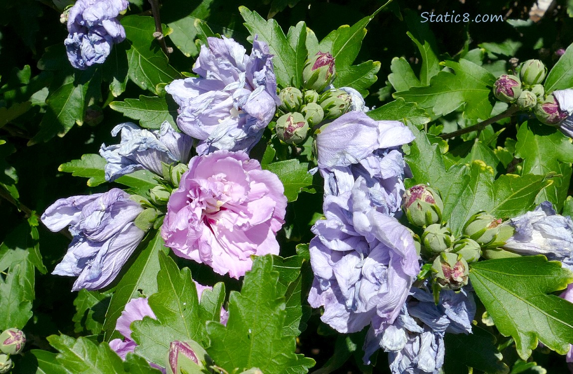 Pink and pale purple Hibiscus blooms with green leaves