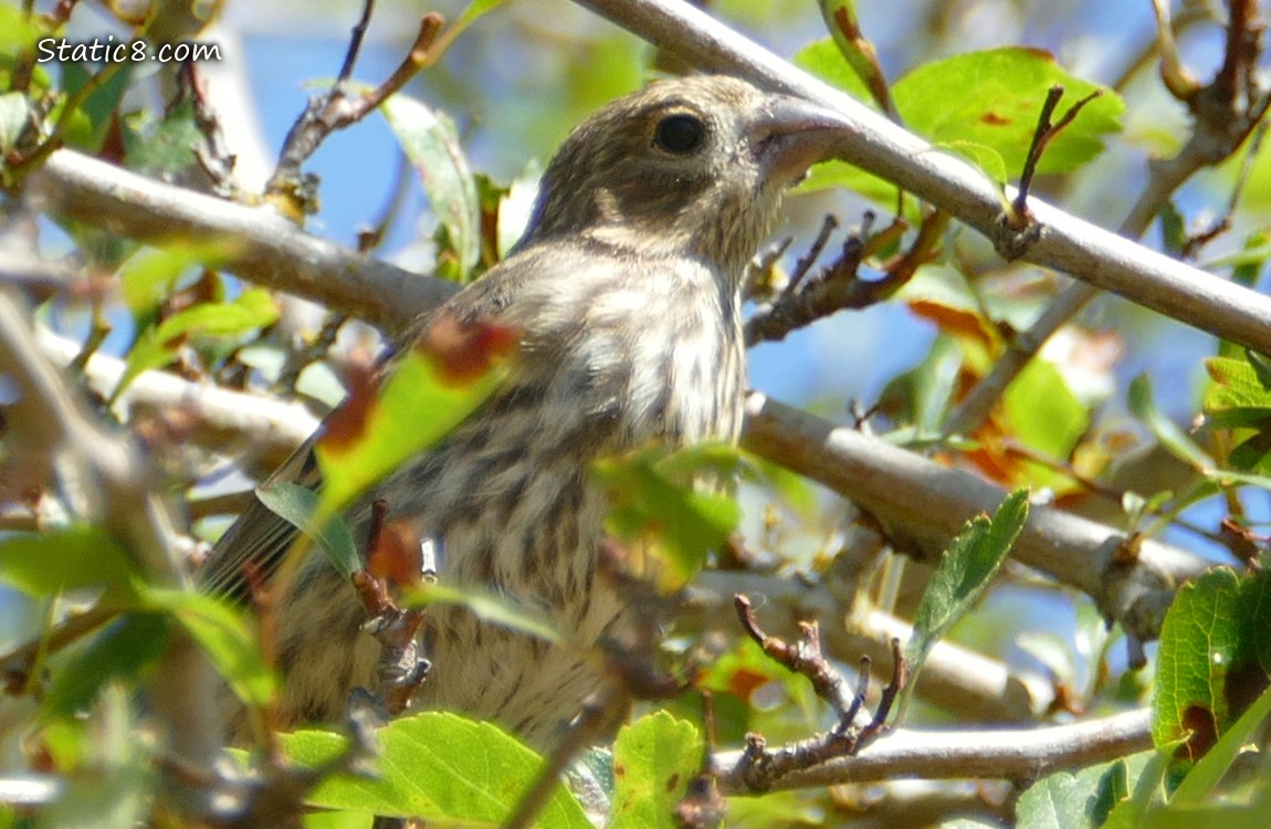 Close up of a House Finch in a tree