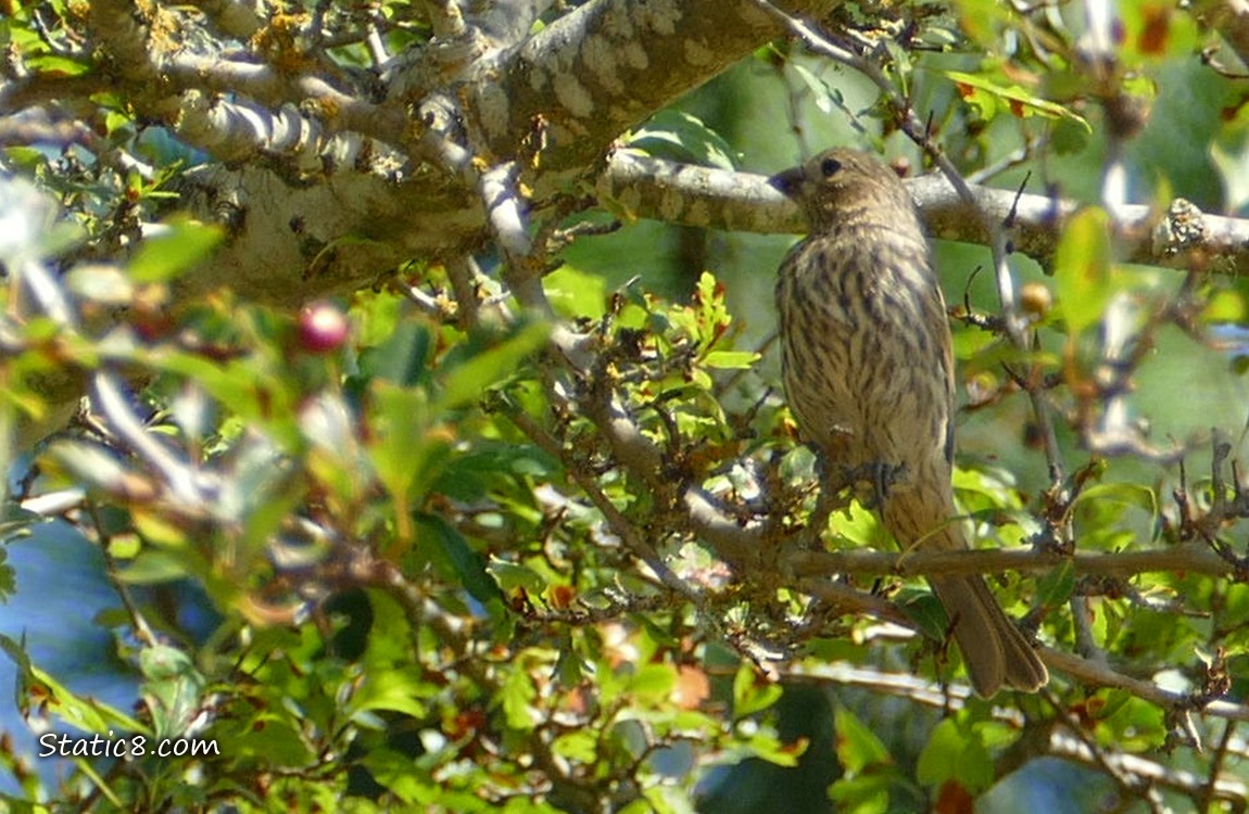 House Finch in a tree