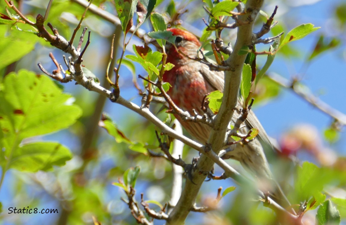 Male House Finch standing behind twigs in a tree