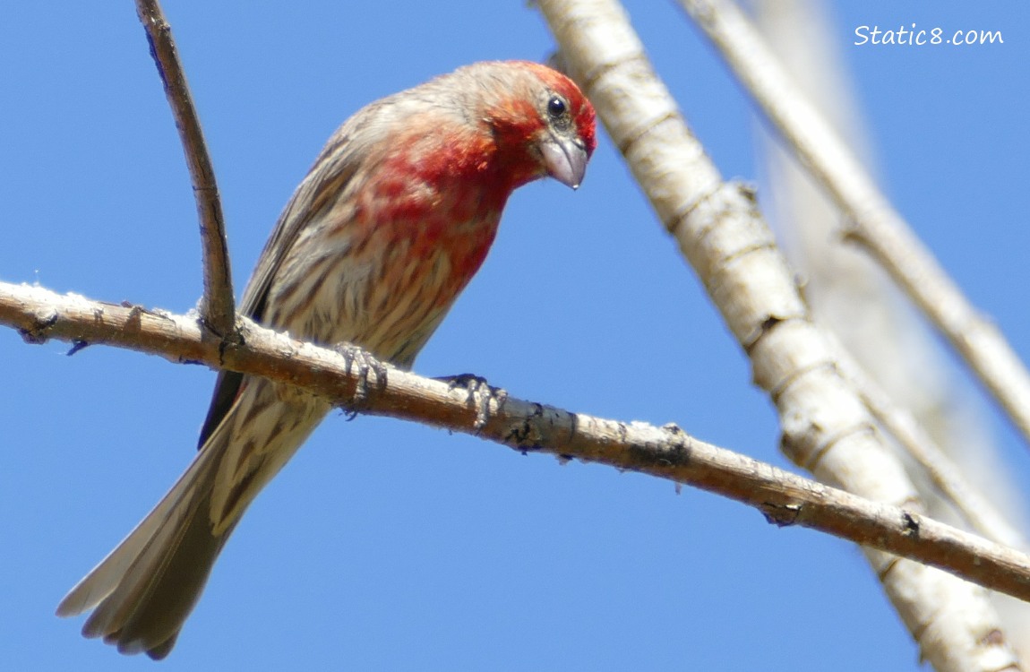 Male House Finch standing on a twig, blue sky behind