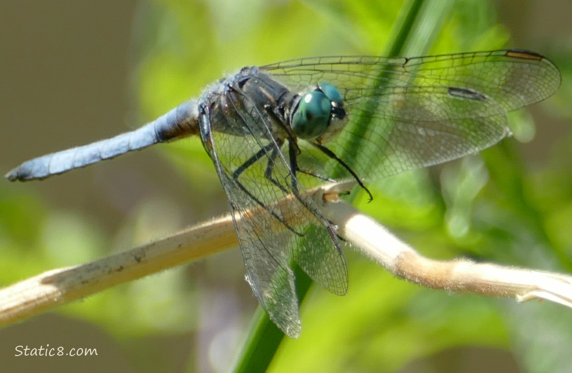 Blue dragonfly standing on a twig