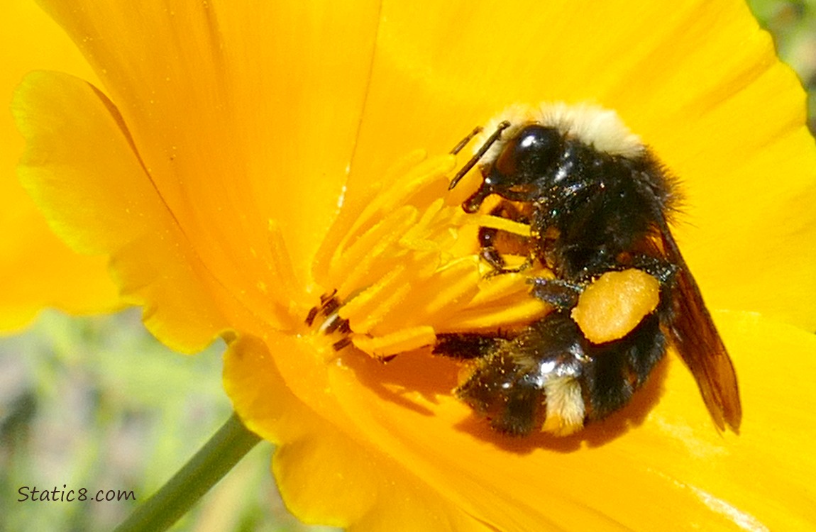 Bumblebee in the center of a California Poppy
