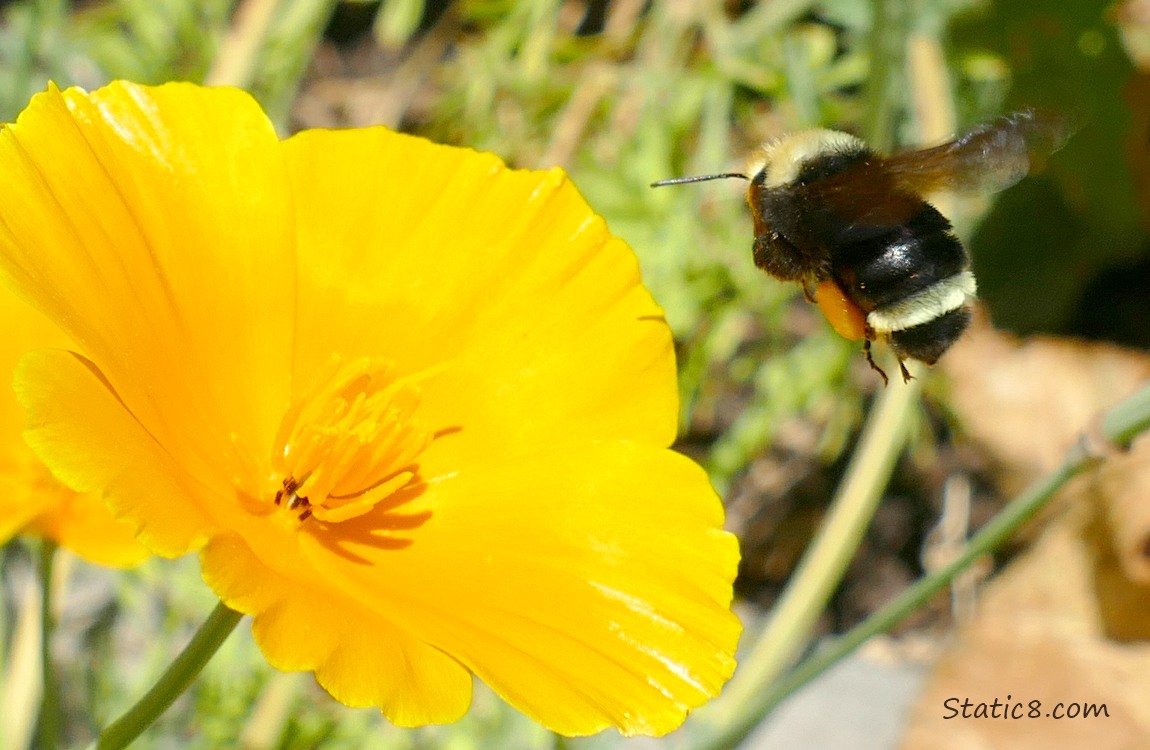 Bumblebee flying near a California Poppy