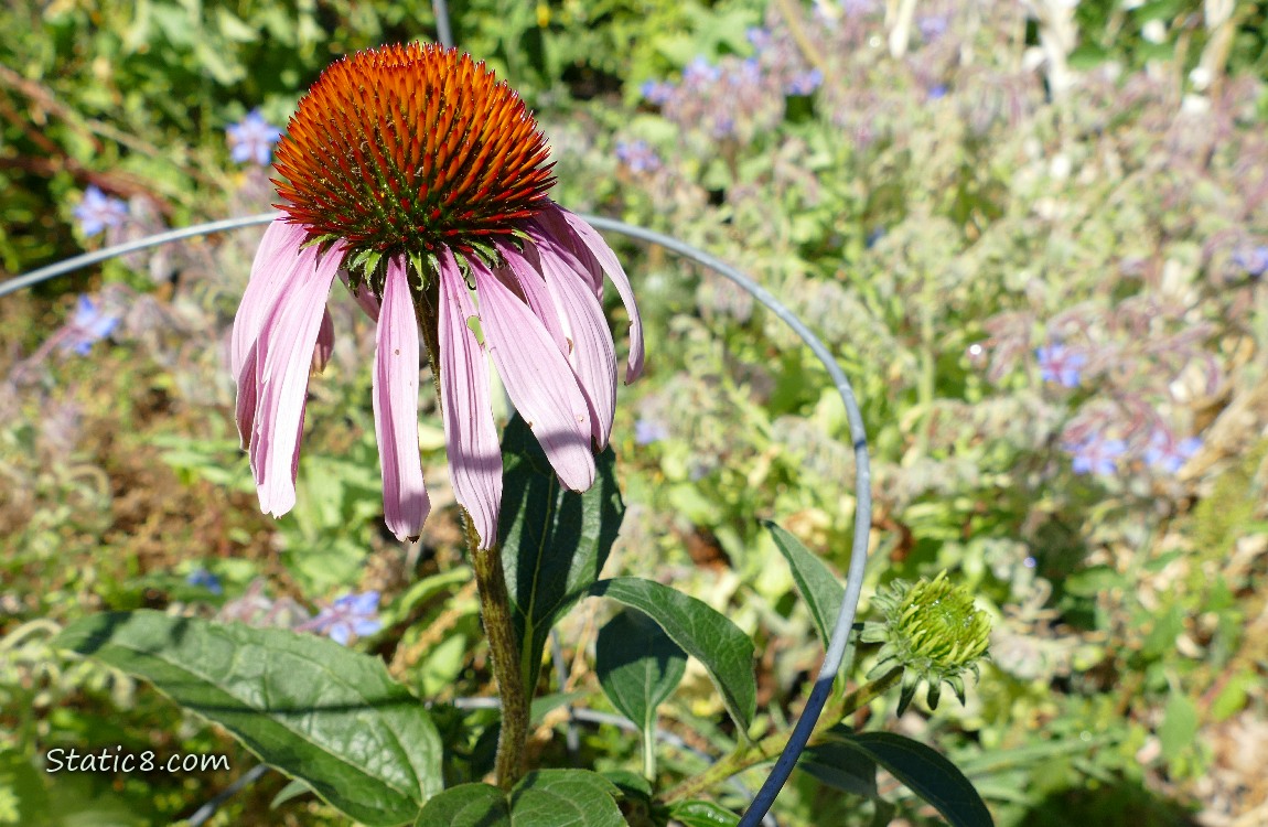 Pink Echinacea bloom