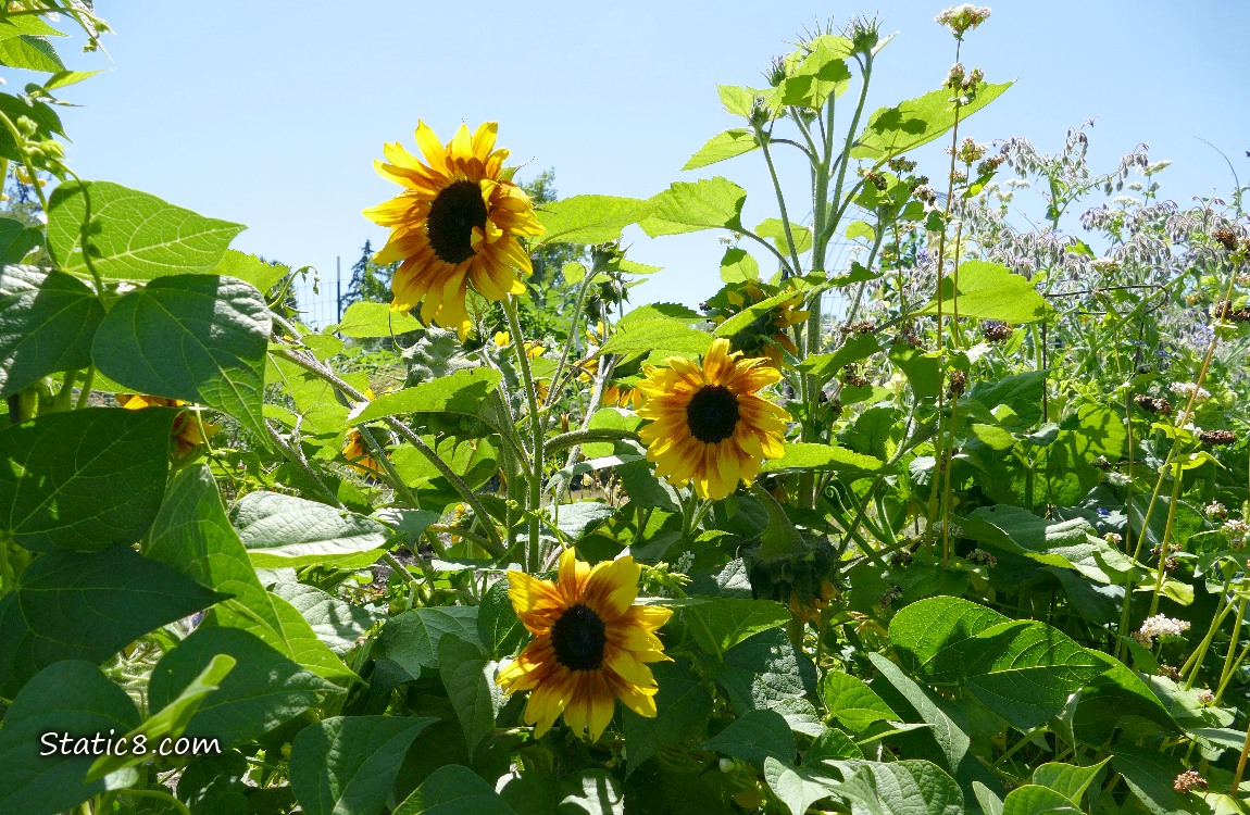 Sunflower blooms next to bean leaves