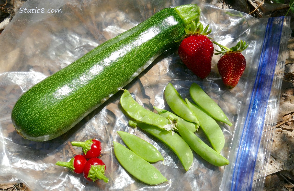Harvested veggies on a ziplock on the ground
