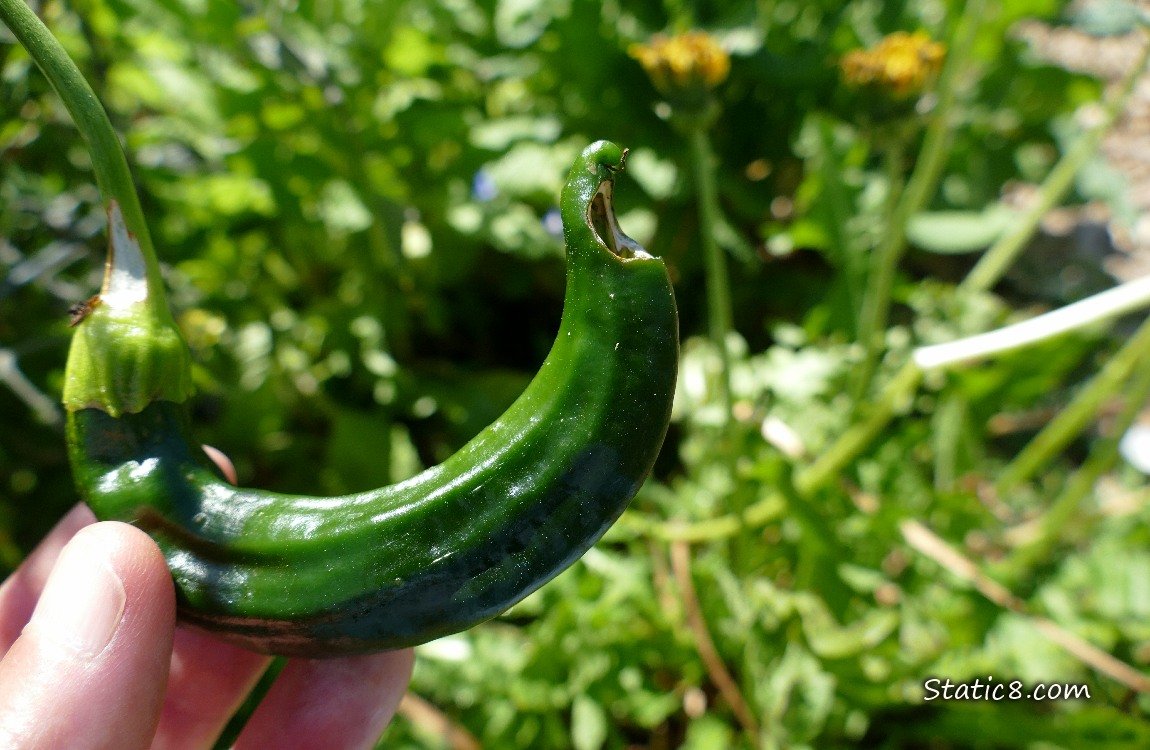 fingers holding a green hot pepper fruit