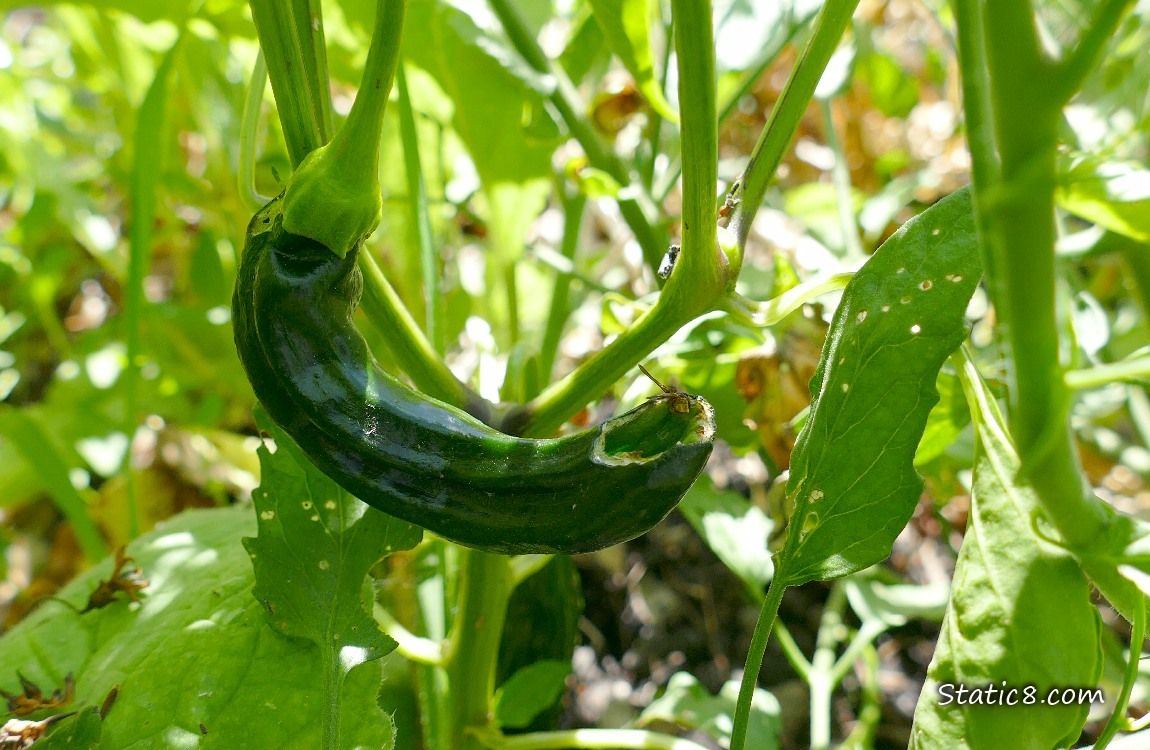 Green pepper ripening on the vine