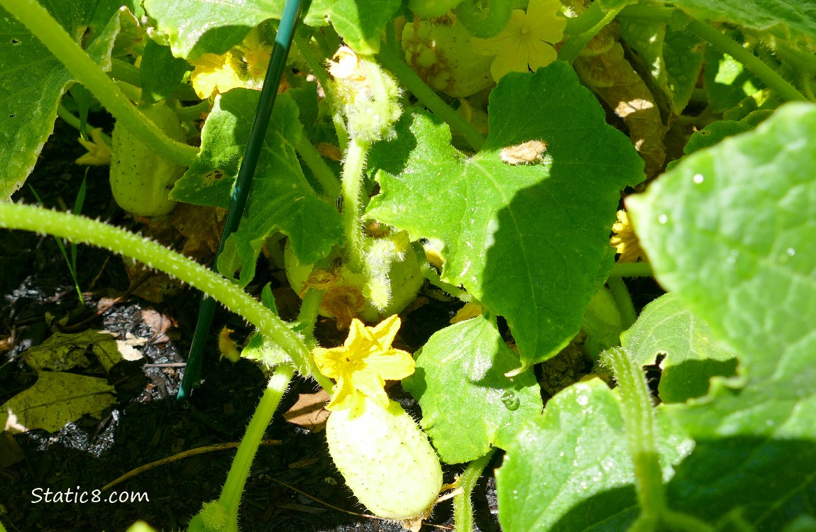 Cucumber fruits growing on the vine