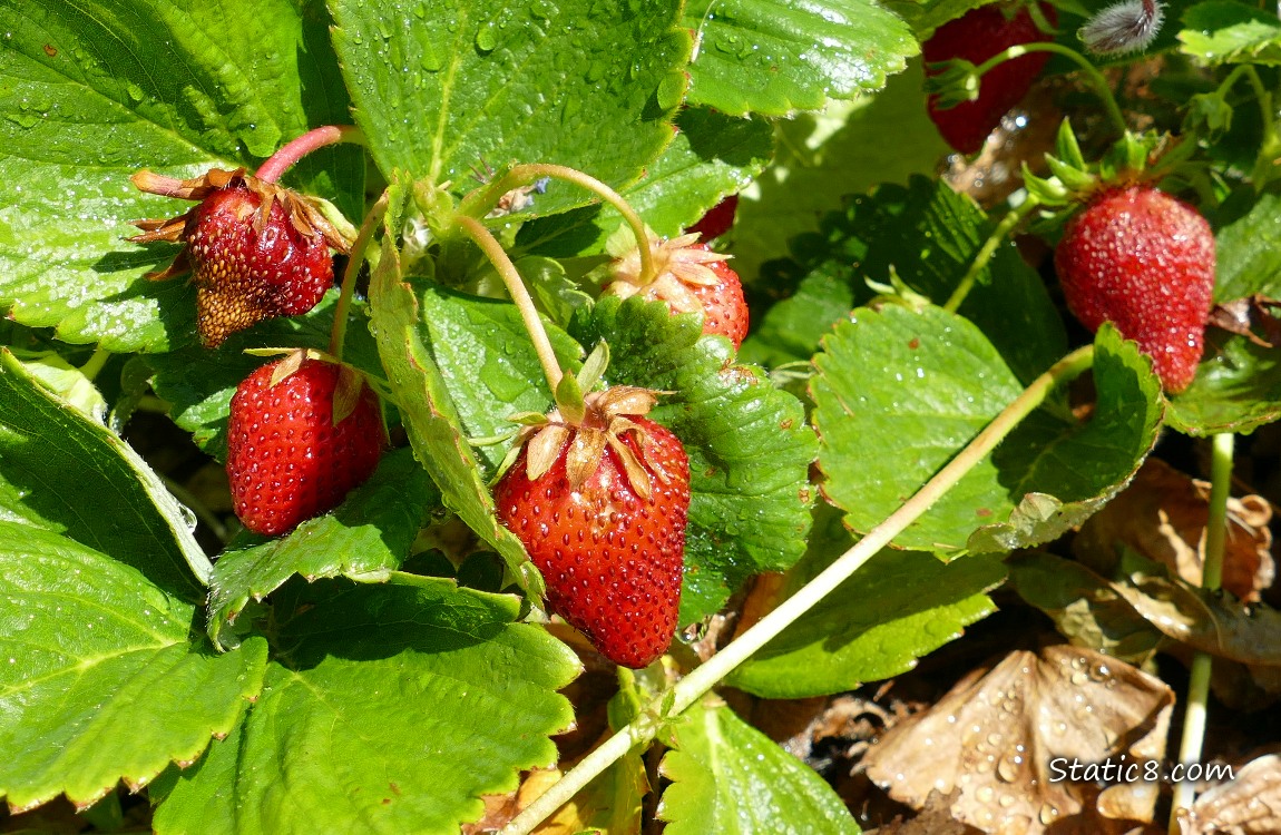 Strawberry fruits ripening on the plant, surrounded by green leaves