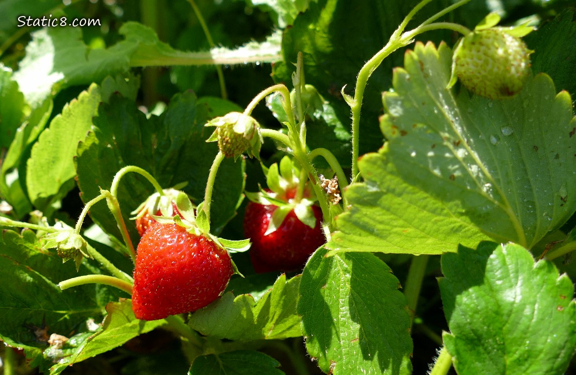 Strawberry fruits ripening on the plant, surrounded by green leaves