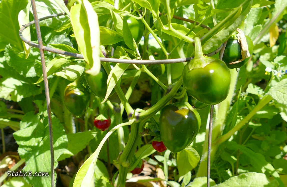 Green peppers hanging from the plant