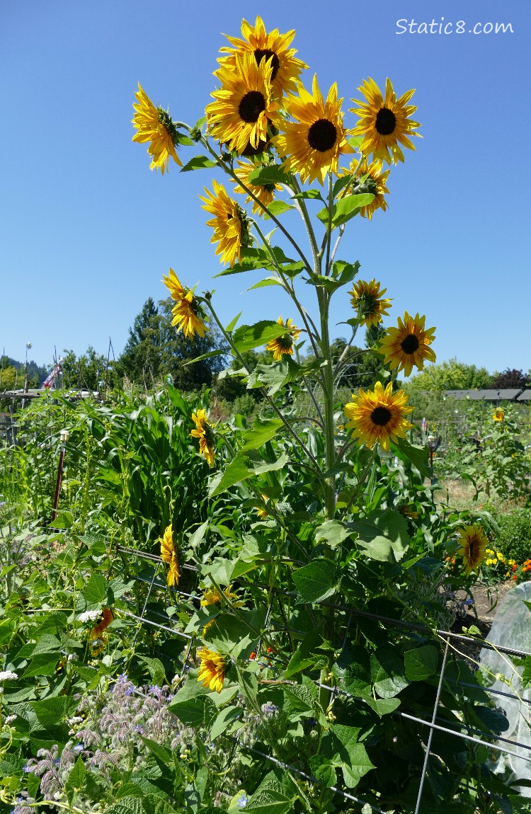 Sunflower blooms in a garden plot, blue sky above