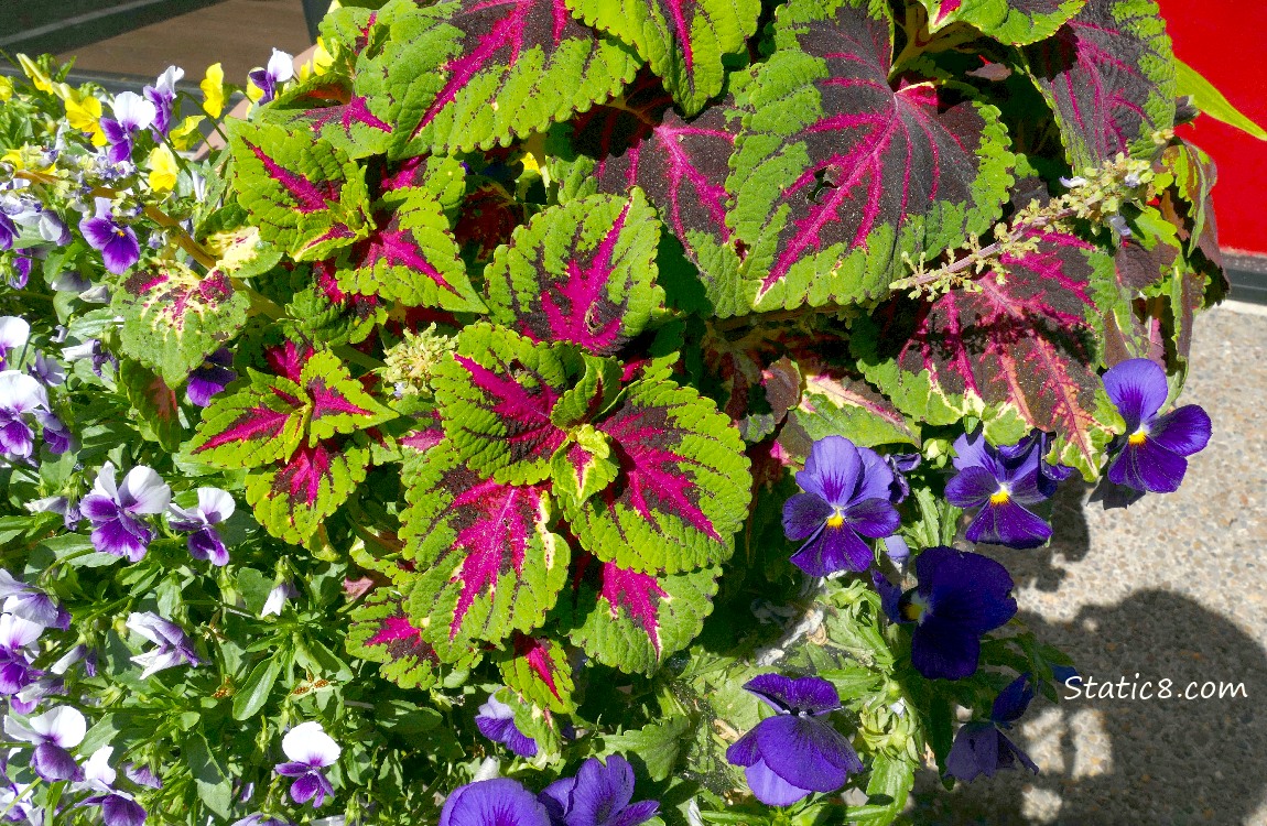 Green and red Coleus plant with purple Pansy blooms
