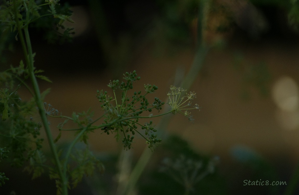 A dark blur