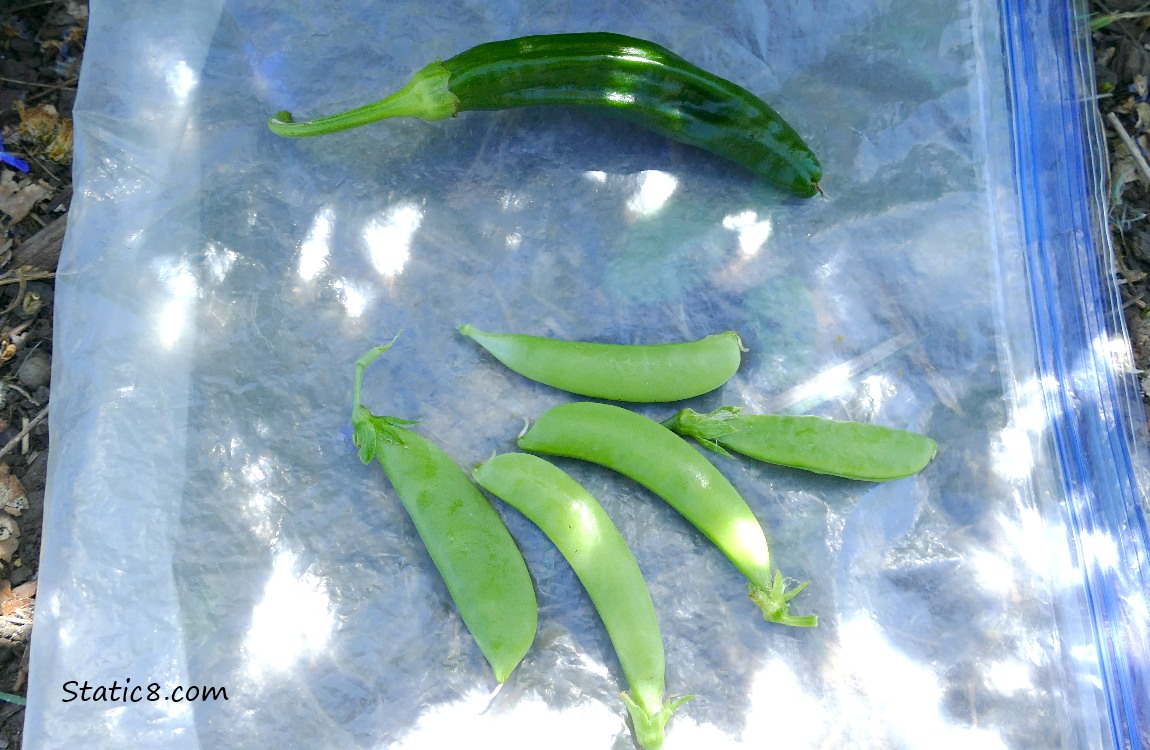 Harvested pepper and five snap peas