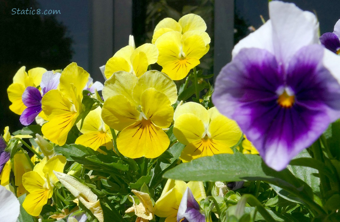 Yellow Pansy blooms with some purpple ones