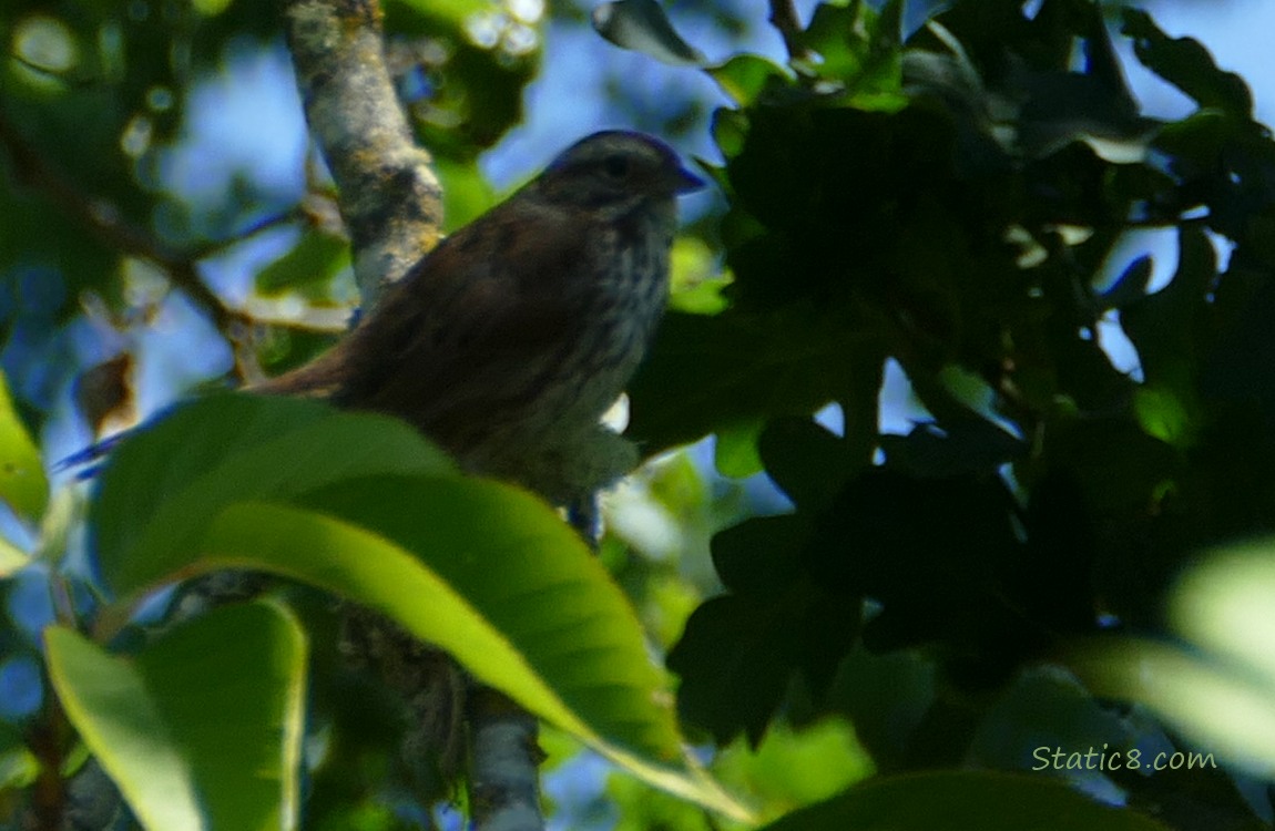 Very dark photo of a sparrow in a tree