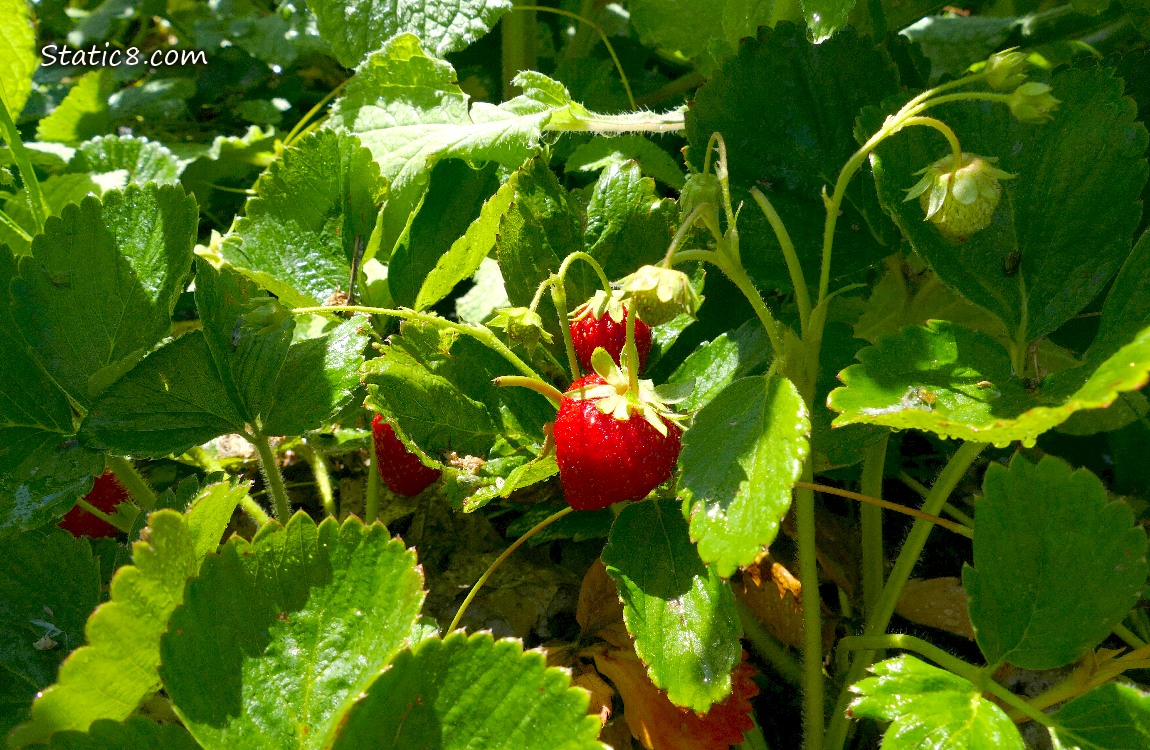 Strawberry fruits ripening on the plants