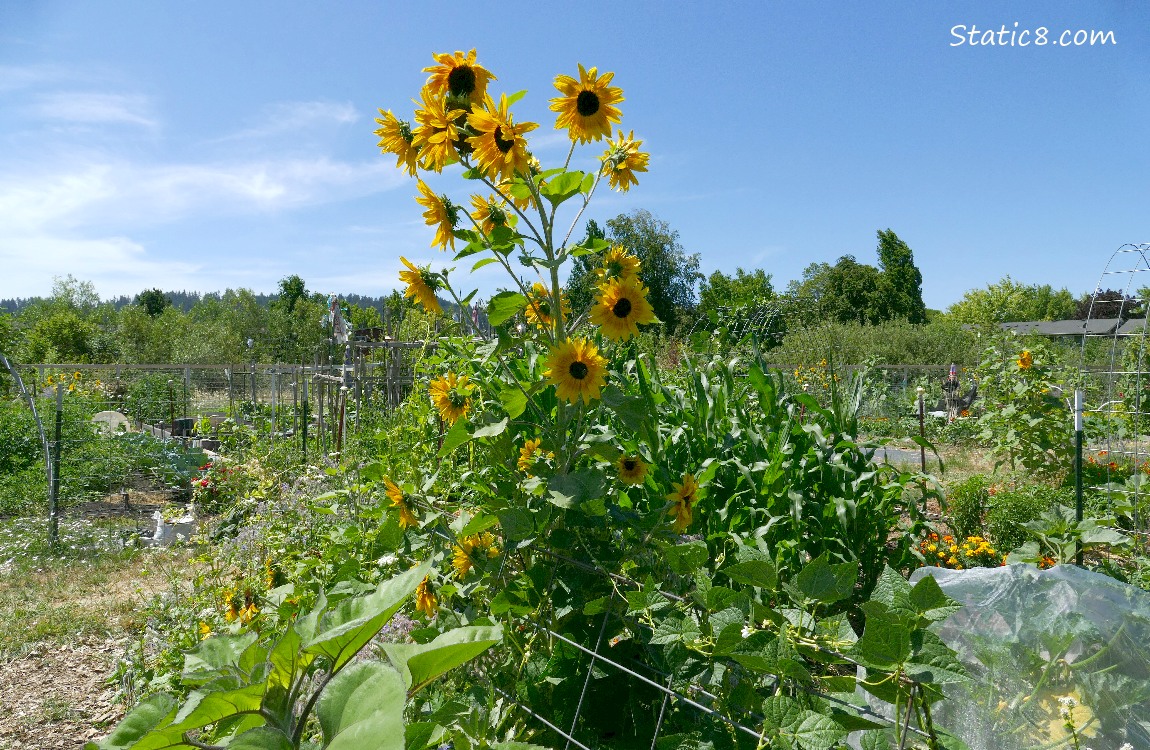 Sunflower blooming in a garden