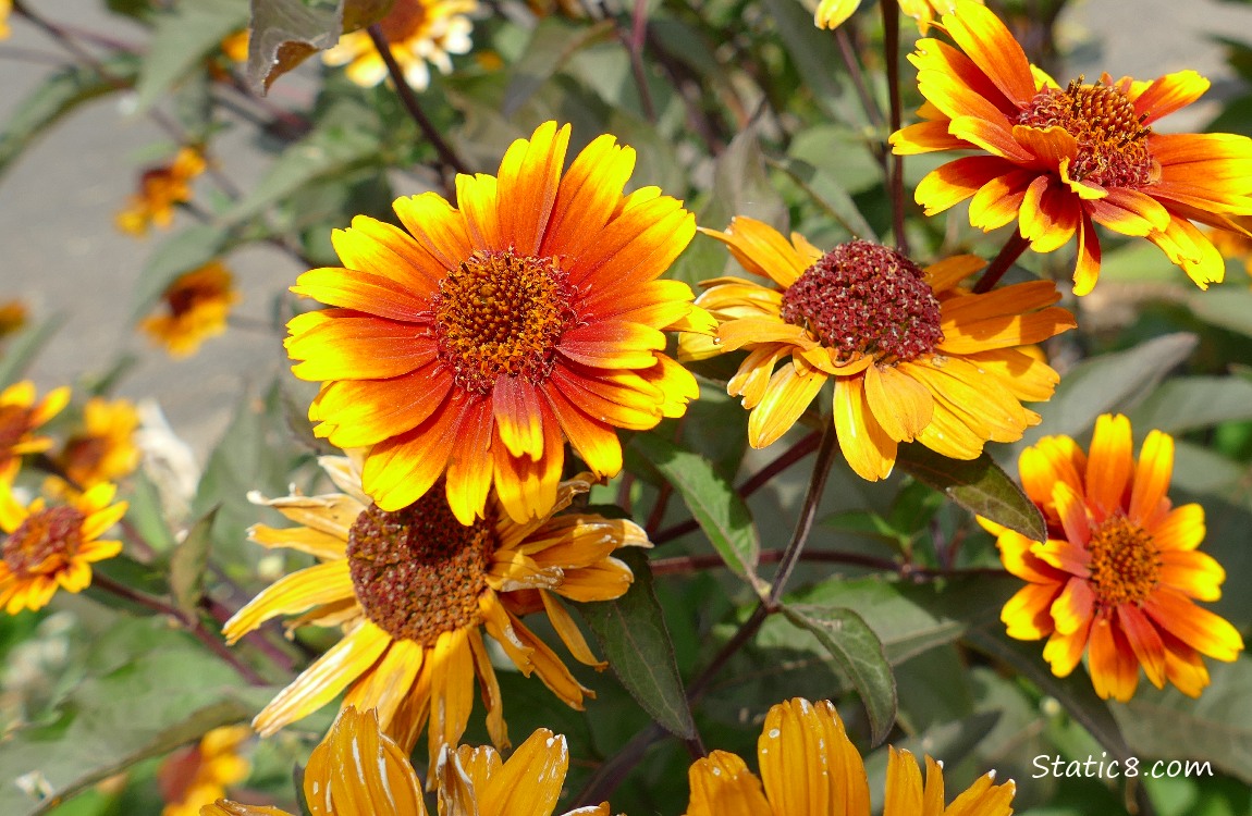Blanket flower blooms and leaves