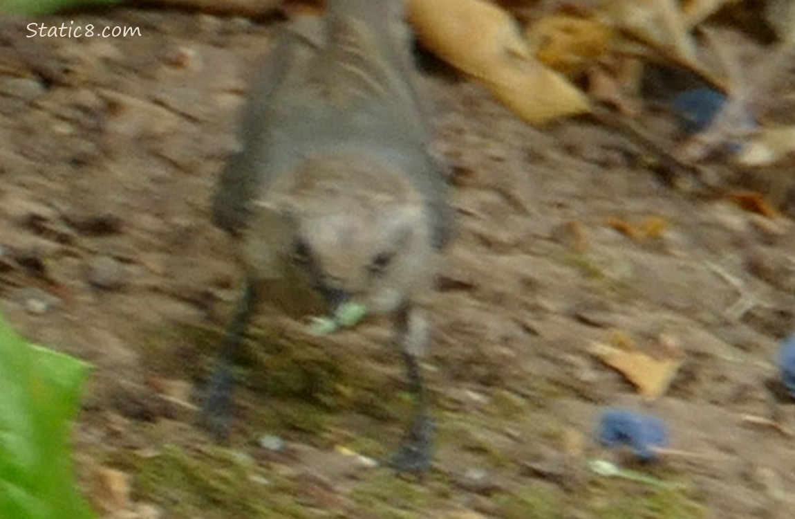 BLURRY Bushtit standing on the ground, holding a green thing in their beak