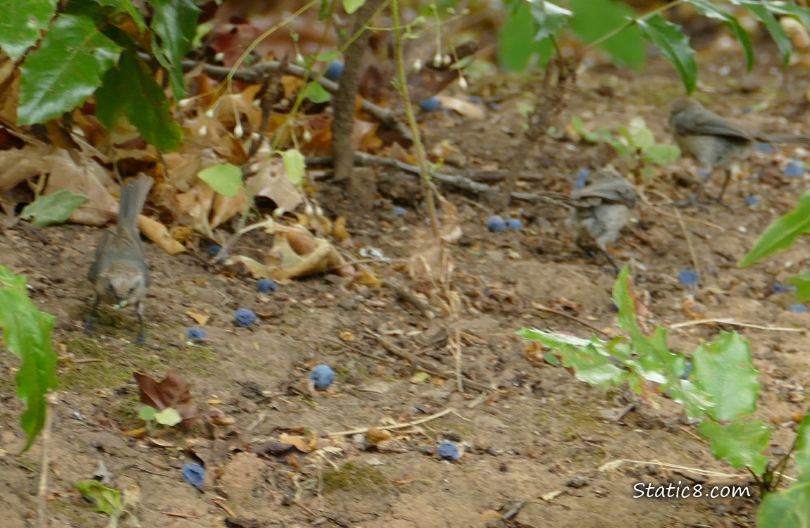 Three Bushtits on the ground with Oregon Grape fruits